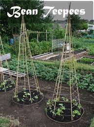 Planting Beans Growing Pole Beans Runner Bean Plant Pole Bean Seeds Bush Beans Plant Green Bean Seeds Garden Bean Vegetable Garden Design Plants Veggie Garden
