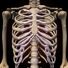 Cranial view of the individual ribs using the level assessment from haeusler et al.35. Front View Of Rib Cage And Spine On Black Background Midsection Cartilage Stock Photo 200634942