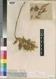 Image result for Mellera