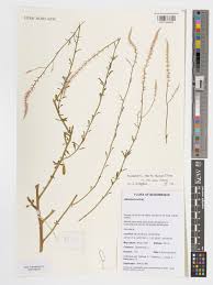 Image result for Hermbstaedtia