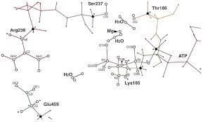 Second, statement iii is wrong, although it is a bit more debatable. Theoretical Studies Of The Atp Hydrolysis Mechanism Of Myosin Biophysical Journal