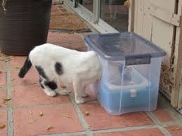 Dirty feeding stations are a health risk for cats, an eyesore for the neighbors and are more likely to attract insects and wildlife. Pin On Mascotas
