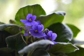 They are african violets that are extremely small. Growing African Violets Tips On How To Take Care Of African Violets