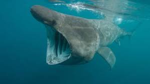 Carcharodon megalodon bir zamanlar gerçek bir köpekbalığıydı. Dreimal Grosser Als Der Weisse Hai So Riesig War Megalodon