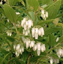 Image result for Agarista salicifolia