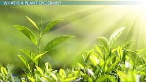 We did not find results for: Plant Epidermis Function Structure Video Lesson Transcript Study Com