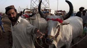 Eid ul adha 2021 lahore. Cattle Markets For Eid Ul Azha In Punjab To Be Set Outside City Limits
