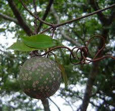 Image result for Landolphia glabra