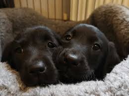 The cocker spaniel and the labrador are energetic, highly active dogs that tend to be friendly and relatively easy to train. Labrador Cross Cocker Spaniel Pups For Sale In Liphook Gu30 On Freeads Classifieds Mixed Breed Classifieds