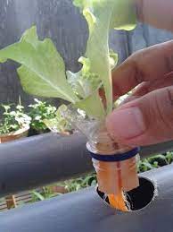 100 Hidroponic Ideas Hydroponic Gardening Hydroponics Aquaponics