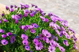 Image result for Mesanthemum africanum
