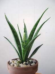 Sansevieria Parva Sansevieria Plant Sansevieria Low Light Plants