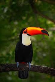 Big Bird With Large Beak Toco Toucan Big Bird With Orange Bill In The Nature Habitat Pantanal Brazil Orange Beak Toucan Photographic Print Ondrej Prosicky Art Com Toco Toucan Pantanal Big Bird