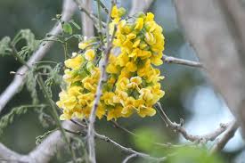 Image result for Calpurnia aurea