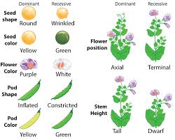 A dihybrid cross involves a study of inheritance patterns for organisms differing in two traits. Dihybrid Crosses Sciencemusicvideos
