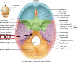 It is often only discovered when it is already very advanced. Chordoma Cancer Causes Symptoms Life Expectancy Treatment