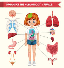 Organs in the body female. Scientific Medical Illustration Of Organs Of Human Body 1361036 Vector Art At Vecteezy
