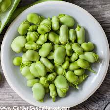 Eworldtrade offers variety ofbroad beans at wholesale price from top exports & wholesalers located in australia, austria, cameroon and canada. Bio Broad Bean Certified Organic Seeds Fava Bean Horse Bean Garden Seeds Market Free Shipping