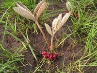 Image result for Lannea edulis