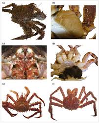 Image result for Crabbea cirsioides
