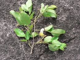 Image result for Bobgunnia madagascariensis