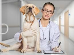 The overdose of benadryl will cause your dog to go into a coma and not wake up. How To Euthanize A Dog At Home With Benadryl House Integrals