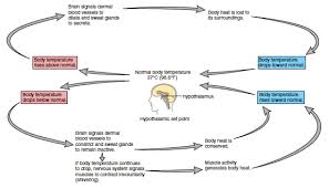 Image result for Temperature Regulation