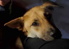 Submit your business listing | help & contact us. Welcome To Maine You Fine Furry Friends Penbay Pilot