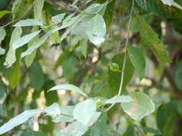 Image result for Gardenia resinifera