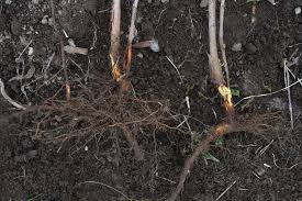 Torn cuttings this cutting is performed at the bottom portion of the stem where there is a union with the mother plant. How To Propagate Raspberries Sara S Kitchen Garden