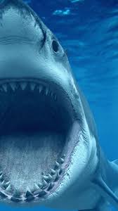 El tiburón es un animal que puede ser víctima masiva de la pandemia de forma indirecta, debido al aceite que posee el aceite de hígado de tiburón es muy rico y un buen hidratante, dicen expertos. Imagenes De Tiburones Animales De Oceano Gran Tiburon Blanco