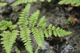 Image result for Ctenitis