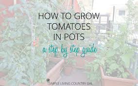 When planting tomato seedlings (purchased in 4 pots), i often have 2 or 3 plants per pot and sometimes the seedlings are very close together. How To Grow Tomatoes In Pots A Step By Step Guide Simple Living Country Gal