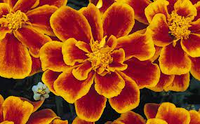 Marigolds in full bloom all about marigolds publix floral department bouquet. Why Heat Tolerant Marigolds Are Perfect For Texas Gardens