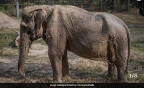 Shocking Pic Of Elephant With Deformed Back Shows Brutal Toll Of Tourist Rides In Thailand
