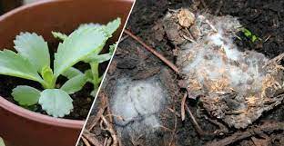 Mold On Plant Soil How To Get Rid Of Mold On Houseplant Soil Plants Self Watering Plants Propagating Plants