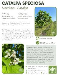 Image result for Catalpa
