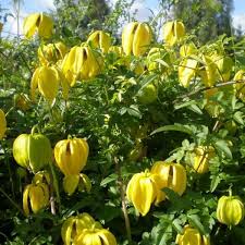 We did not find results for: Botanische Clematis Bill Mackenzie 2l Fruttii Shop