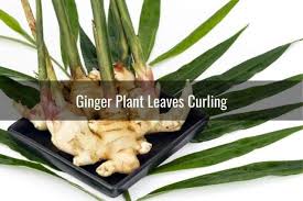 The undersides of the leaves are a darker green that is. Ginger Leaves Curling Or Turning Brown Yellow White Is It Dying Ready To Diy