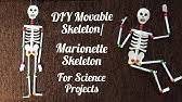3d low poly rigged spoon for vfx projects. Bone Model Making Biology Science Project Diy At Home Craftpiller Youtube