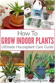 How To Grow Indoor Plants The Ultimate Guide In 2020 Indoor Plant Care Indoor Plants Easy Plants