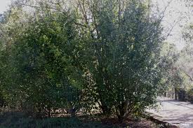 Image result for Gardenia cornuta