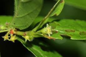 Image result for Bullockia setiflora