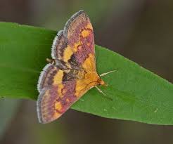 Image result for Pyrausta aurata
