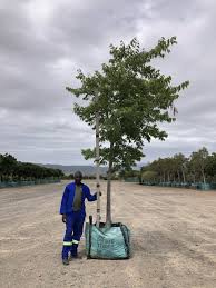 Image result for Celtis africana