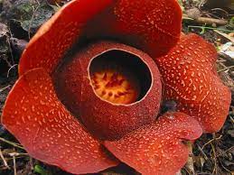 Rafflesia Of Antique Itsmorefuninthephilippines Plant Species Large Flowers Weird Plants