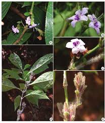 Image result for Strobilanthes
