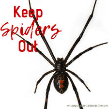 Outdoors, terro spider killer spray is highly effective against crawling insects, ants, cockroaches, crickets, centipedes and silverfish. Diy All Natural Spider Killer Once Upon A Special Needs Life
