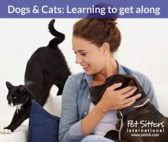 Join sittercity to contact pet sitters, check references, run background checks and read reviews. Dogs And Cats Learning To Get Along