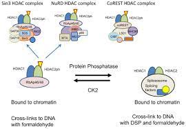 Model For The Regulation Of Hdac1 Hdac2 Complex Formation By Download Scientific Diagram
